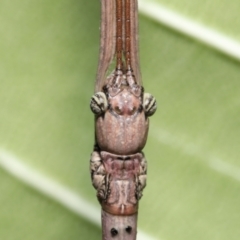 Anchiale austrotessulata (Tessellated Stick Insect) at Wellington Point, QLD by TimL