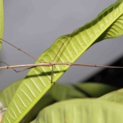 Anchiale austrotessulata at Wellington Point, QLD - suppressed