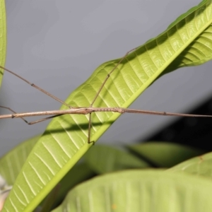 Anchiale austrotessulata at Wellington Point, QLD - suppressed