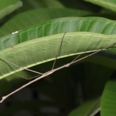 Anchiale austrotessulata at Wellington Point, QLD - suppressed