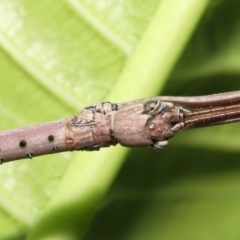 Anchiale austrotessulata at Wellington Point, QLD - suppressed