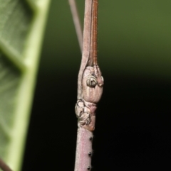Anchiale austrotessulata at Wellington Point, QLD - suppressed