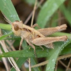 Austroicetes sp. (genus) (A grasshopper) at Paddys River, ACT - 27 Dec 2021 by rawshorty