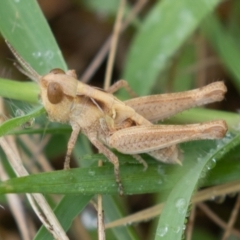 Austroicetes sp. (genus) (A grasshopper) at Cotter Reserve - 26 Dec 2021 by rawshorty
