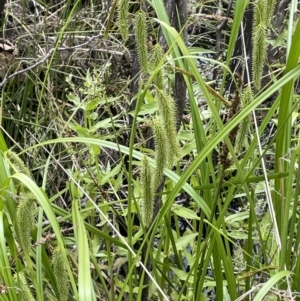 Carex fascicularis at Tennent, ACT - 27 Dec 2021
