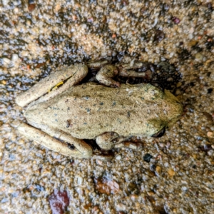 Litoria peronii at Tuross Head, NSW - 28 Dec 2021