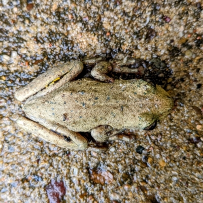 Litoria peronii (Peron's Tree Frog, Emerald Spotted Tree Frog) at Tuross Head, NSW - 27 Dec 2021 by HelenCross