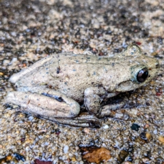 Litoria peronii at Tuross Head, NSW - 28 Dec 2021