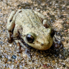 Litoria peronii at Tuross Head, NSW - 28 Dec 2021