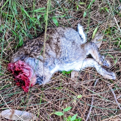 Oryctolagus cuniculus (European Rabbit) at Tuross Head, NSW - 28 Dec 2021 by HelenCross