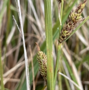 Carex gaudichaudiana at Tennent, ACT - 27 Dec 2021 12:10 PM