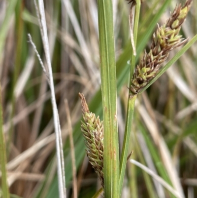 Carex gaudichaudiana (Fen Sedge) at Tennent, ACT - 27 Dec 2021 by JaneR