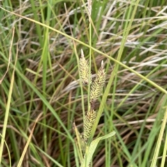 Carex gaudichaudiana at Tennent, ACT - 27 Dec 2021 12:10 PM