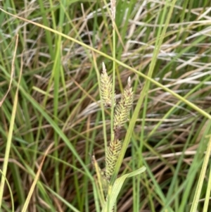 Carex gaudichaudiana at Tennent, ACT - 27 Dec 2021