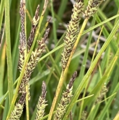 Carex gaudichaudiana at Tennent, ACT - 27 Dec 2021