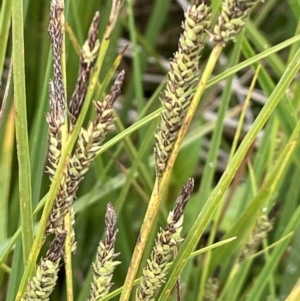 Carex gaudichaudiana at Tennent, ACT - 27 Dec 2021