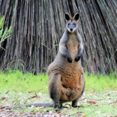 Wallabia bicolor (Swamp Wallaby) at Bournda, NSW - 26 Dec 2021 by KylieWaldon