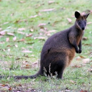 Wallabia bicolor at Bournda, NSW - 26 Dec 2021