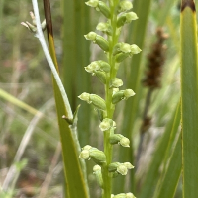 Microtis sp. (Onion Orchid) at Tennent, ACT - 27 Dec 2021 by JaneR