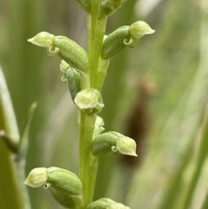 Microtis sp. at Tennent, ACT - 27 Dec 2021