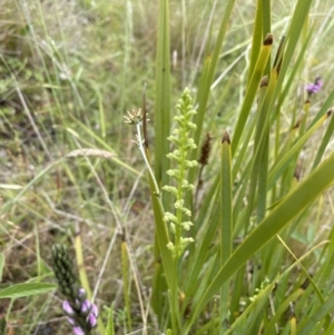 Microtis sp. at Tennent, ACT - 27 Dec 2021