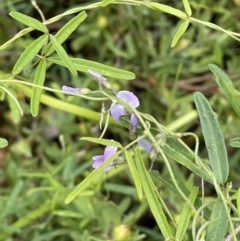 Glycine microphylla (Small-leaf Glycine) at Tennent, ACT - 27 Dec 2021 by JaneR