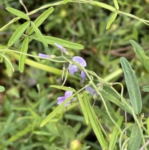 Glycine microphylla at Tennent, ACT - 27 Dec 2021 12:55 PM