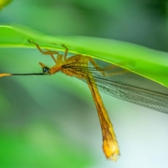 Nymphes myrmeleonoides (Blue eyes lacewing) at Wanniassa, ACT - 21 Dec 2021 by Cornishinoz