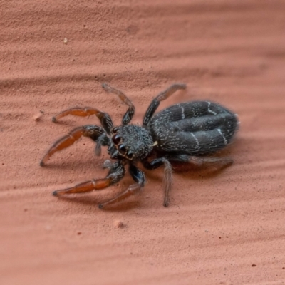 Holoplatys invenusta (Jumping spider) at Gowrie, ACT - 24 Dec 2021 by Cornishinoz