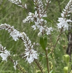 Veronica derwentiana subsp. derwentiana (Derwent Speedwell) at Namadgi National Park - 27 Dec 2021 by JaneR