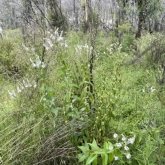 Veronica derwentiana subsp. derwentiana at Tennent, ACT - 27 Dec 2021