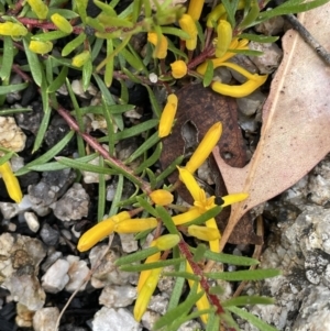 Persoonia chamaepeuce at Tennent, ACT - 27 Dec 2021