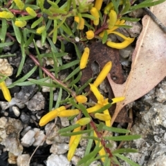Persoonia chamaepeuce (Dwarf Geebung) at Tennent, ACT - 27 Dec 2021 by JaneR