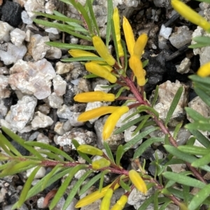 Persoonia chamaepeuce at Tennent, ACT - 27 Dec 2021