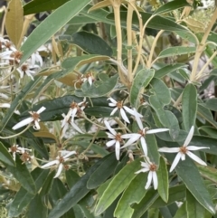 Olearia megalophylla (Large-leaf Daisy-bush) at Tennent, ACT - 27 Dec 2021 by JaneR