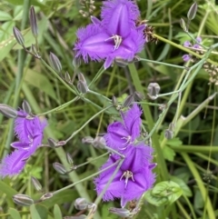 Thysanotus tuberosus subsp. tuberosus (Common Fringe-lily) at Namadgi National Park - 27 Dec 2021 by JaneR