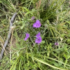 Thysanotus tuberosus subsp. tuberosus at Tennent, ACT - 27 Dec 2021 01:25 PM