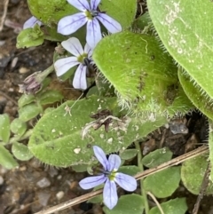 Lobelia pedunculata (Matted Pratia) at Namadgi National Park - 27 Dec 2021 by JaneR