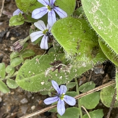 Lobelia pedunculata (Matted Pratia) at Namadgi National Park - 27 Dec 2021 by JaneR