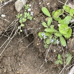 Lobelia pedunculata at Tennent, ACT - 27 Dec 2021