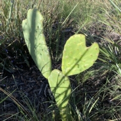 Opuntia stricta (Common Prickly Pear) at QPRC LGA - 27 Dec 2021 by Steve_Bok