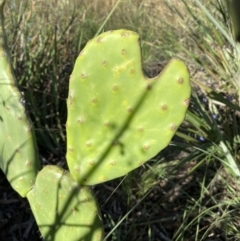 Opuntia stricta at Karabar, NSW - 28 Dec 2021