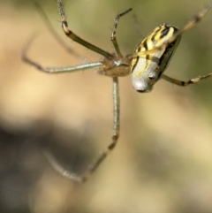 Leucauge dromedaria (Silver dromedary spider) at Mount Jerrabomberra QP - 27 Dec 2021 by Steve_Bok