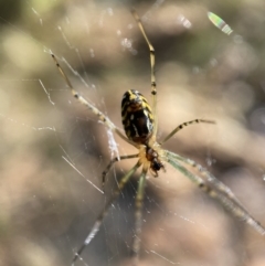 Leucauge dromedaria at Jerrabomberra, NSW - 28 Dec 2021