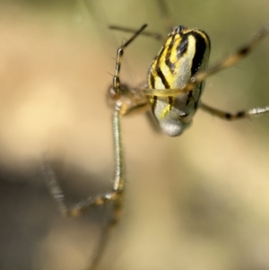 Leucauge dromedaria at Jerrabomberra, NSW - 28 Dec 2021