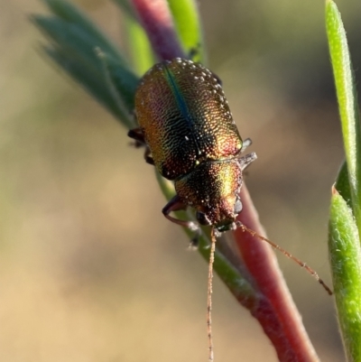 Edusella sp. (genus) (A leaf beetle) at QPRC LGA - 27 Dec 2021 by Steve_Bok
