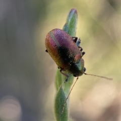 Edusella sp. (genus) at Karabar, NSW - 28 Dec 2021