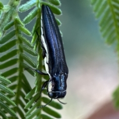 Agrilus hypoleucus (Hypoleucus jewel beetle) at QPRC LGA - 27 Dec 2021 by Steve_Bok