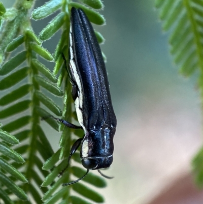 Agrilus hypoleucus (Hypoleucus jewel beetle) at Jerrabomberra, NSW - 27 Dec 2021 by Steve_Bok