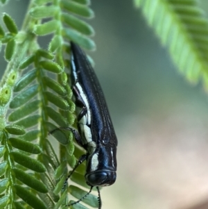 Agrilus hypoleucus at Jerrabomberra, NSW - 28 Dec 2021